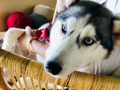 -Husky Go! 哈士奇体验馆·宠物咖啡厅狗咖