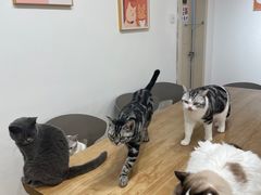 -有喵·猫咖·狗咖·30几只猫10只小狗(岗厦店)