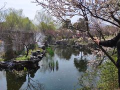 -香雪海