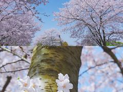 -上海辰山植物园