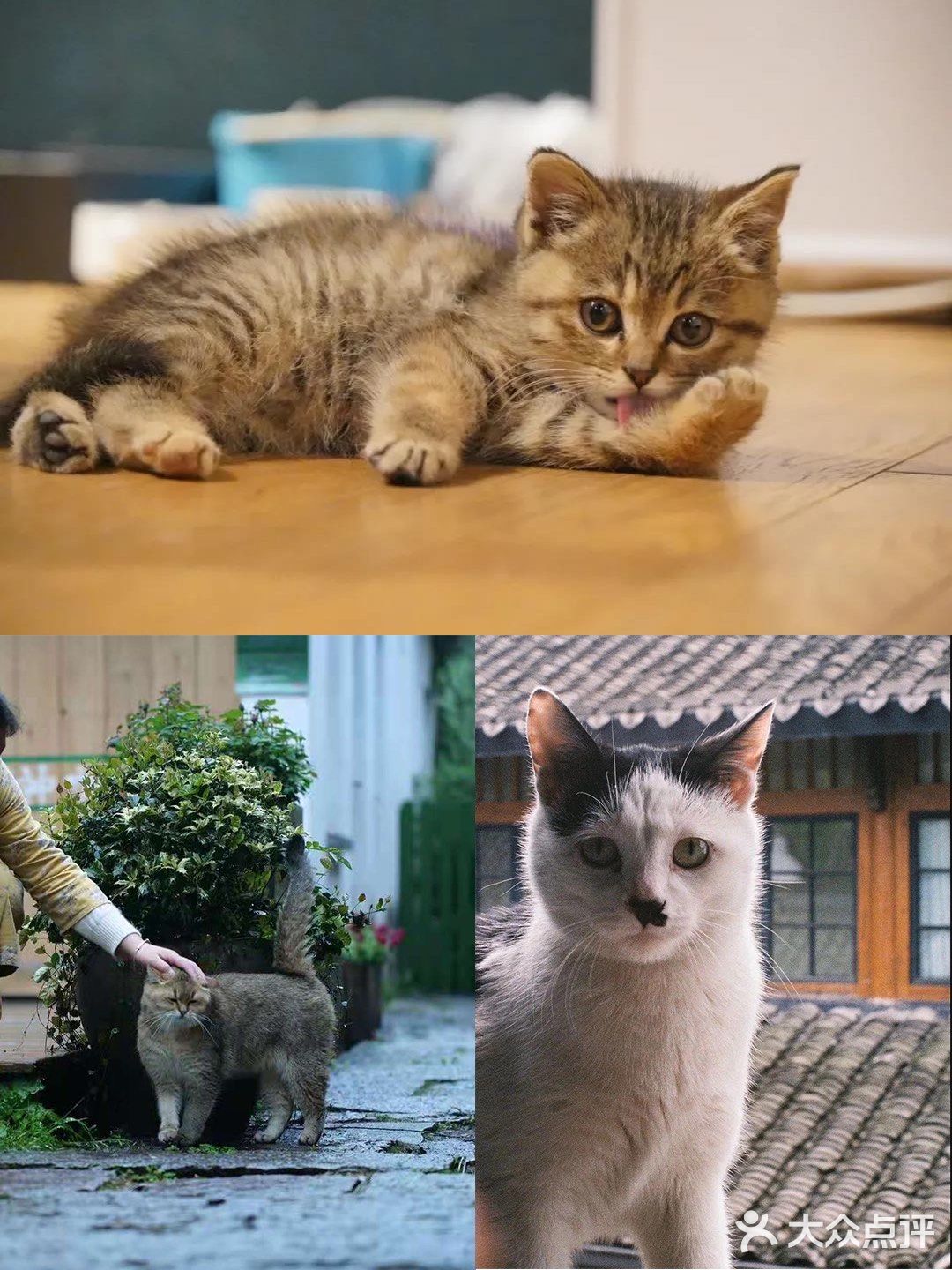 不用去巨猫岛｜杭州西溪湿地里就有萌宠天堂