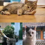 不用去巨猫岛｜杭州西溪湿地里就有萌宠天堂