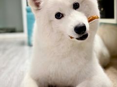 -酷豆宠物咖啡·宠物美食·撸猫馆