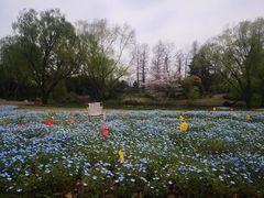 -上海滨江森林公园
