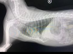 -宠颐生宠物医院·犬猫全科·皮肤科(商业街店)