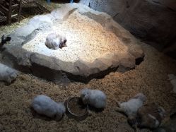 -酷嗒动物文化乐园(cutezoo西溪乐天城店)