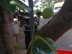 -荔城生鲜盛宴(番禺旗舰店)