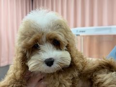 -翊宠yipet猫狗购宠庄园犬舍•猫舍