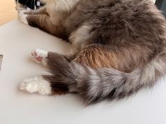 -怪兽屋·羊驼·猫咖·狗咖(俊华广场店)