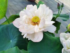 -莲花池公园