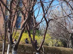 -桃花堤公园
