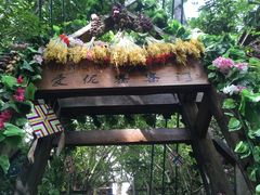 -西双版纳原始森林公园