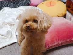 -汪小喵宠物·戴维斯乐芳希施宠馨宝皮毛调理洗护店