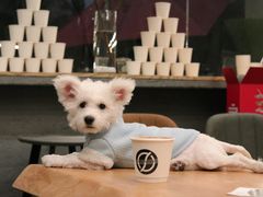 -Infica Coffee