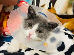 -萌兽医馆·犬猫专科·眼科中心·宠物医院(朝阳门分院)