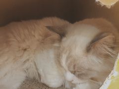 -滚猫咖啡·猫咖·猫友好撸猫(未来城店)