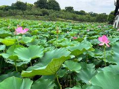 -上海海湾国家森林公园