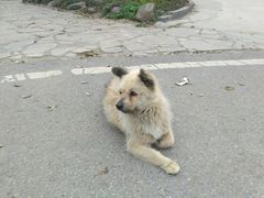 -石塘人家