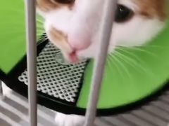 -福懋动物医院·犬猫全科·外科·重症科(杏林分院)