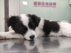 -哆趣宠物医院·眼科·内镜·急重症转诊中心(上海店)