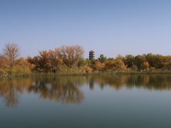 -金塔沙漠胡杨林景区