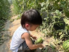 -庞各庄西瓜蔬菜采摘园·锦华瓜园