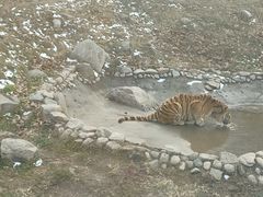 -西安秦岭野生动物园