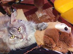 -猫色咖啡·猫咖