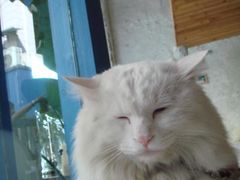 -Babycat私家御饼屋(龙头路一店)