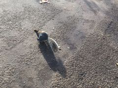 -白金汉宫