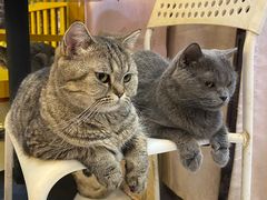 -我爱猫咪·猫咖·狗咖·安哥拉兔·羊驼咖(小寨华旗店)