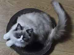 -爱洗澡的猫(望京店)