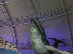 -烟台海昌鲸鲨海洋公园
