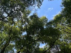 -上海共青森林公园