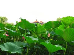 -长春市南湖公园