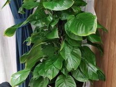 -解家河南菜(商鼎路店)