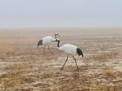 -盐城丹顶鹤湿地生态旅游区