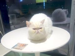 -怪兽屋·羊驼·猫咖·狗咖(俊华广场店)