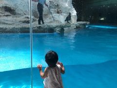 -帝企鹅自助餐厅•儿童岛•真企鹅(长隆企鹅酒店)