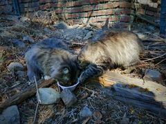 -北京西山国家森林公园