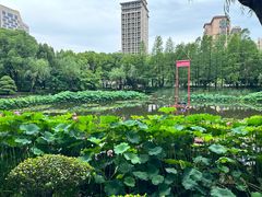 -陈家山荷花公园