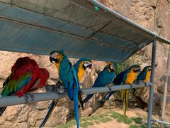 -西霞口神雕山野生动物世界