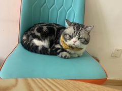-猫在这儿猫咪咖啡馆·撸猫馆