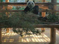 -西霞口神雕山野生动物世界