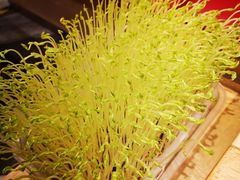 鲜豆苗-好彩猪肚鸡(正弘城店)