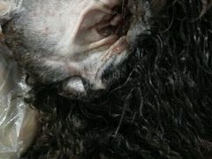 -荣耀金沙动物医院(清江西路店)