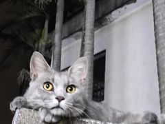 -猫岛主趣味餐厅(鼓浪屿店)