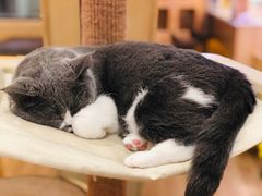 -滚猫咖啡·猫咖·猫友好撸猫(未来城店)