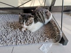-平行世界·猫咖(首经贸店)