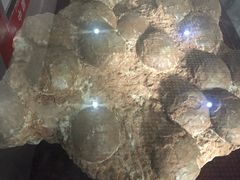 -中国西峡恐龙遗迹园
